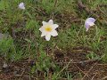 (4) Alpine Pasque Flower (Pulsatilla alpina)
